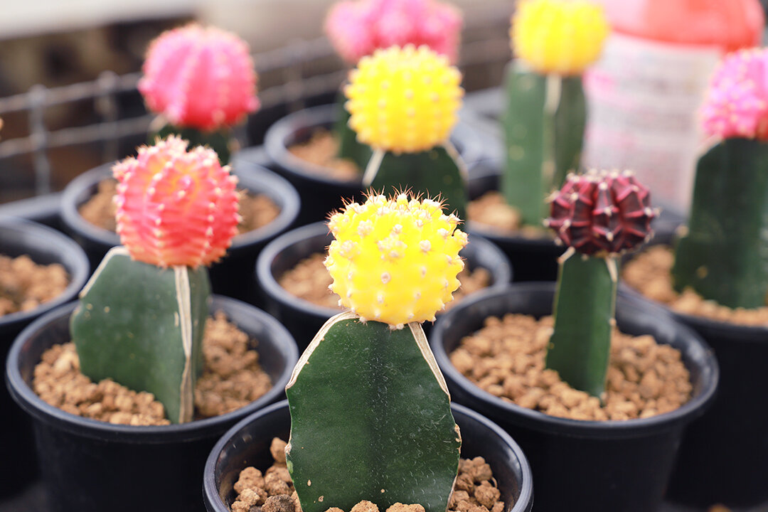 ①サボテン.jpg